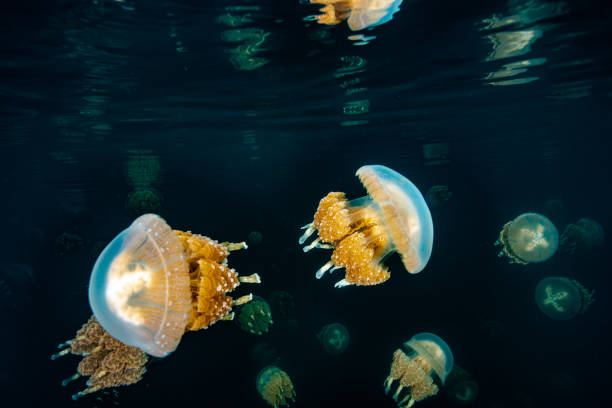 istock Palau Jellyfish Lake (Mastigias cf. papua etpisoni) 1489381221