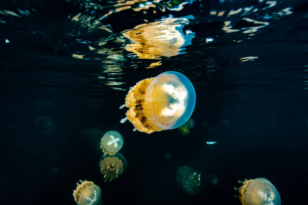 istock Palau Jellyfish Lake (Mastigias cf. papua etpisoni) 1489381239