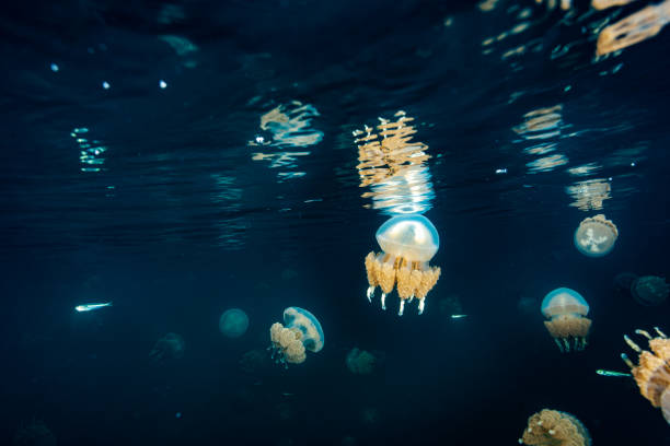 istock Palau Jellyfish Lake (Mastigias cf. papua etpisoni) 1489381241