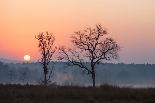 Sunrise at the Kanha Tiger Reserve in north central India.
