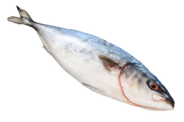 istock Fresh whole raw Japanese yellowtail. Fish Amberjack.  Isolated on white background. 1489383587