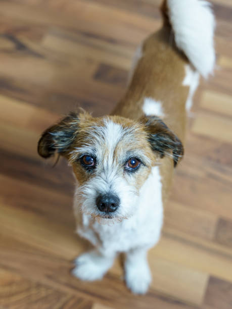 istock Portrait of a small dog 1489385329