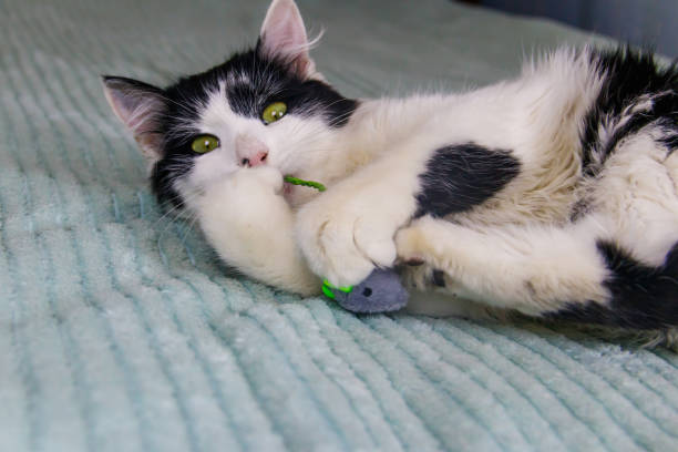 istock Beautiful cat playing with a mouse toy on a bed 1489385912