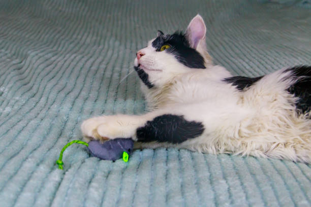 istock Beautiful cat playing with a mouse toy on a bed 1489385917