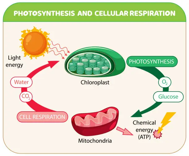 Vector illustration of Photosynthesis and Cellular Respiration Diagram