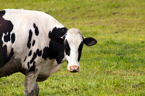 Close up of beautiful Holstein cow face and half body with green meadow background in Pontevedra province, Galicia, Spain. Copy space on the right side of the image.