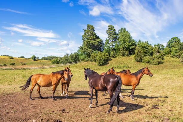istock Horses in a paddock in the countryside 1489388204