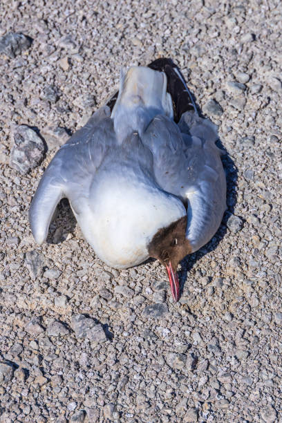 goéland noir mort sur le sol, probablement à cause de la grippe aviaire - blackheaded photos et images de collection