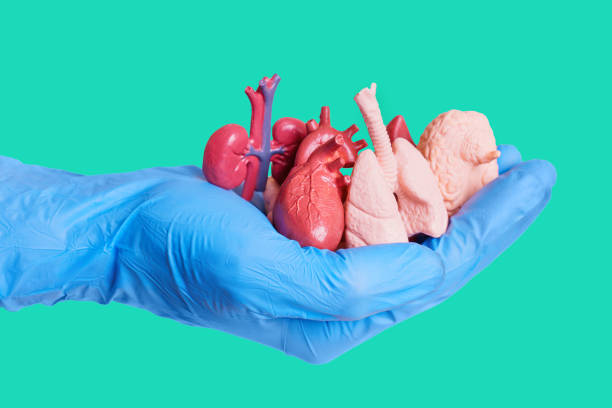 organi umani in miniatura in una mano guantata sul verde - gloved foto e immagini stock