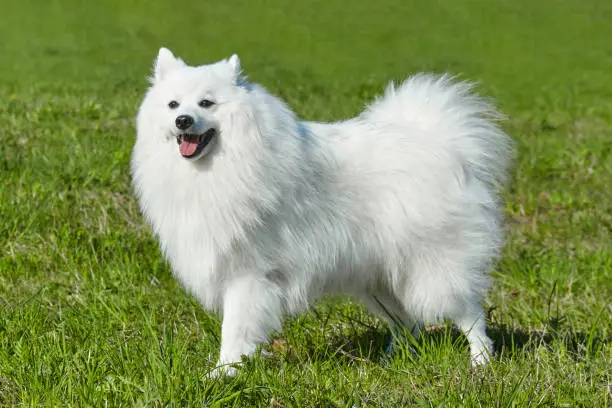 purebred white japanese spitz in spring against a background of grass. portrait of a young playful dog.