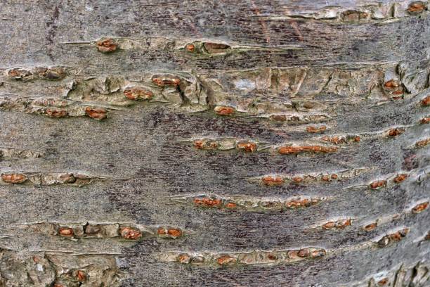 istock Texture of the bark 1489388300