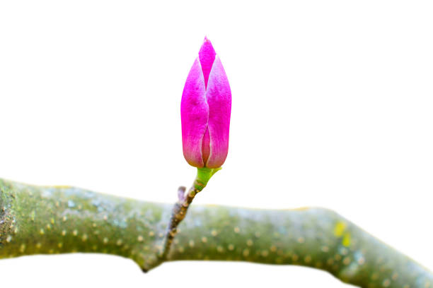 unopened magnolia bud on tree branch isolated - focus on foreground magnolia branch blooming imagens e fotografias de stock