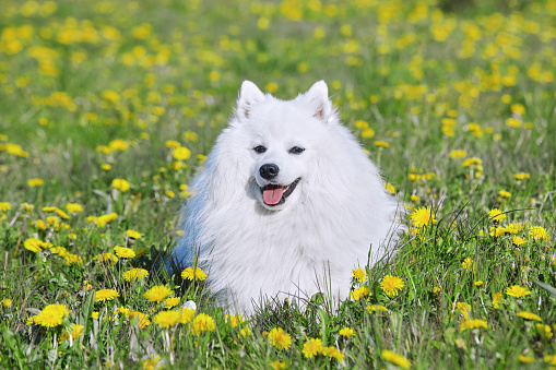 purebred white japanese spitz in spring against a background of grass. portrait of a young playful dog.