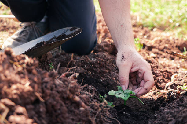 istock Planting the Future: Man's Hand Sowing a Vegetable Seedling in the Field 1489390079