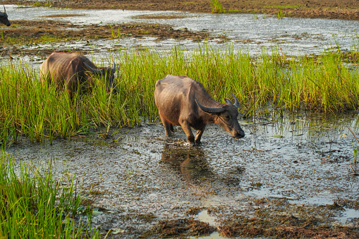 The water buffalo (Bubalus bubalis), also called the Asiatic buffalo, domestic water buffalo or Asian water buffalo, is a large bovid originating in the Indian subcontinent and Southeast Asia.