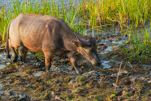 The water buffalo (Bubalus bubalis), also called the Asiatic buffalo, domestic water buffalo or Asian water buffalo, is a large bovid originating in the Indian subcontinent and Southeast Asia.