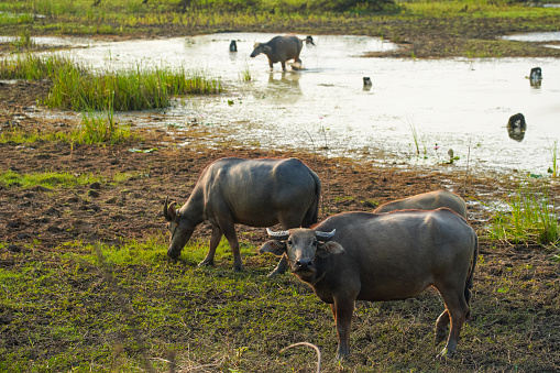 The water buffalo (Bubalus bubalis), also called the Asiatic buffalo, domestic water buffalo or Asian water buffalo, is a large bovid originating in the Indian subcontinent and Southeast Asia.