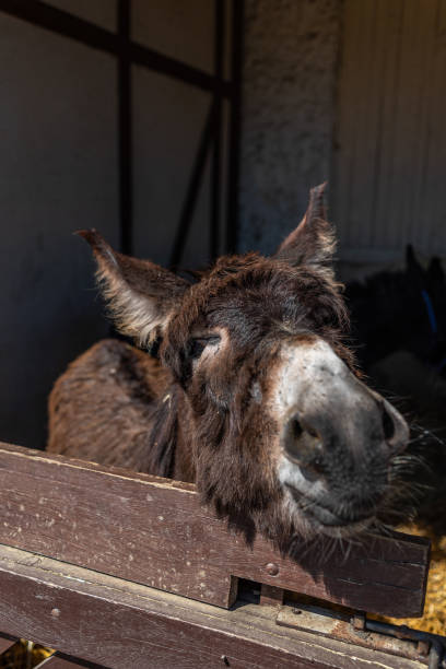 istock Cute donkey in a paddock. The donkey pulls its muzzle out of the hedge. 1489391213