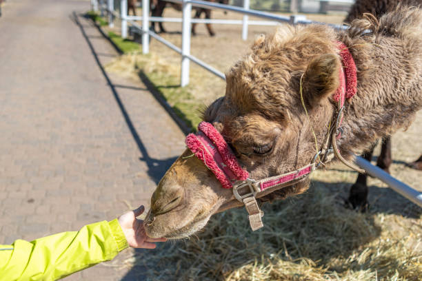 istock A camel in a paddock being fed by a child. A child's hand feeding a camel. 1489391963