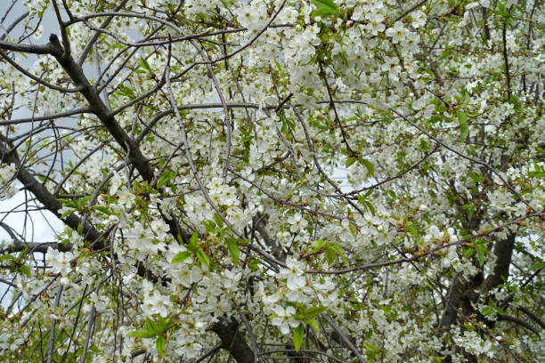istock cherry tree blooming, cherry tree blooming in abundance, 1489392352