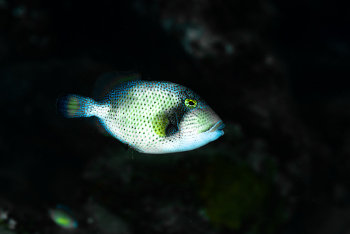 The Titan Triggerfish (Balistoides viridescens) is a large and colorful species of triggerfish that can be found in the Indo-Pacific region, from the Red Sea to Japan and Australia. It has a distinctively rounded head and a bulky body, which can reach up to 75 cm (29.5 inches) in length and weigh up to 10 kg (22 pounds). Its body is mostly dark greenish-blue, with a yellowish-green face and a bright yellow patch on its dorsal fin. The Titan Triggerfish is known for its aggressive behavior and territoriality, and it is a popular game fish among anglers.
