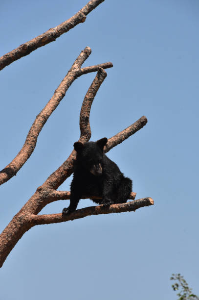 istock Black Bear Cub Sitting on a Branch 1489392455