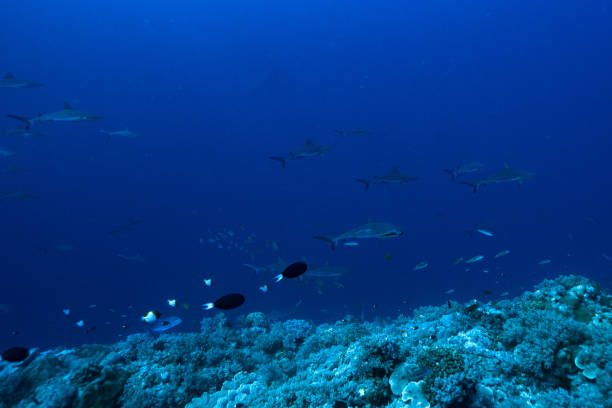 istock Grey Reef Shark Carcharhinus amblyrhynchos 1489392941