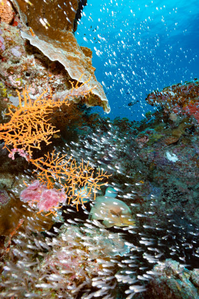 Palau Underwater Landscape stock photo