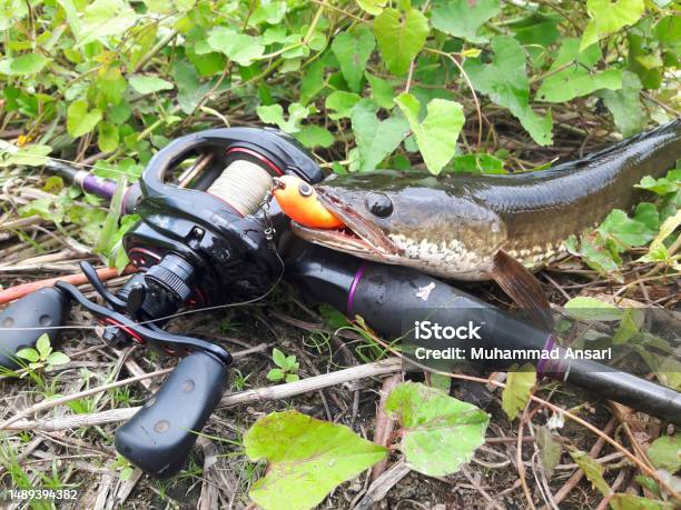 A Snakehead Fish Is Caught With A Fake Bait Stock Photo - Download