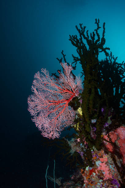 istock Underwater Landscape Tropical Coral Reef 1489394390