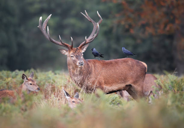 istock Red deer stag with jackdaws on his back during rutting season in autumn 1489394581