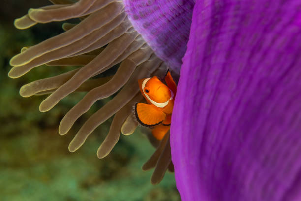 False Clownfish hiding in Sea Anemone Heteractis magnifica, Triton Bay, Indonesia stock photo