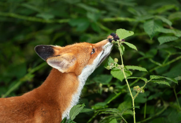 istock Red fox cub eating blackberries in forest 1489394672