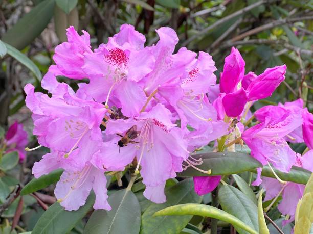istock Bee on pink flower azalea rhododendron flowers. 1489394844
