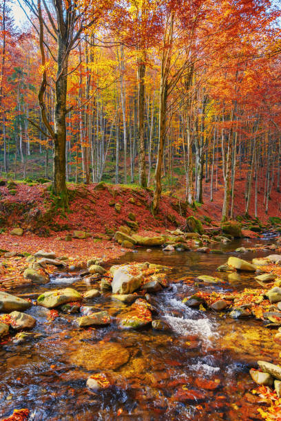 istock calm mountain river in the forest 1489395264