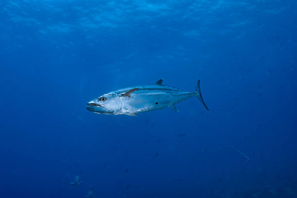 istock Dogtooth Tuna Gymnosarda unicolor 1489396686