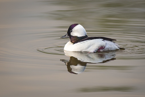 A bufflehead duck gliding across the peaceful surface of a tranquil pond