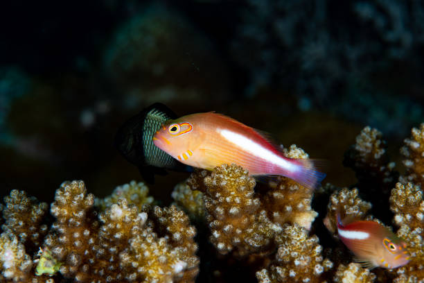 istock Arc-Eye Hawkfish Parracirrhites arcatus 1489397119