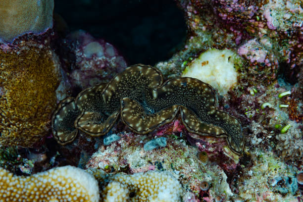 istock Giant clam Tridacna gigas 1489397205