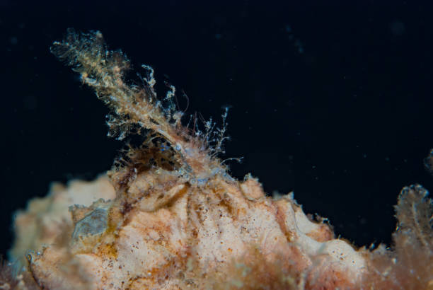 istock Spider / Decorator Crab Superfamily Majoidea 1489397314