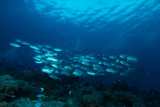 istock School of Trevallies (Caranx sexfasciatus) 1489397994