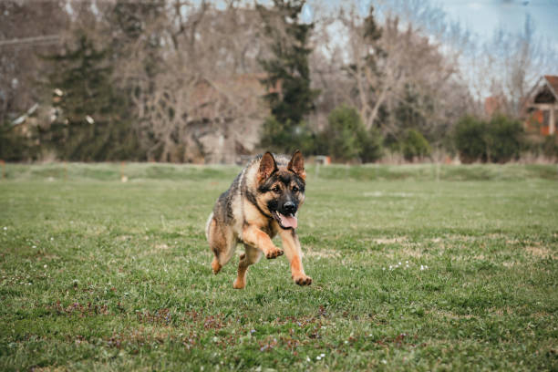 istock German Shepard K-9 Police dog in training 1489398670