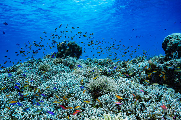 Underwater Landscape Tropical Coral Reef stock photo