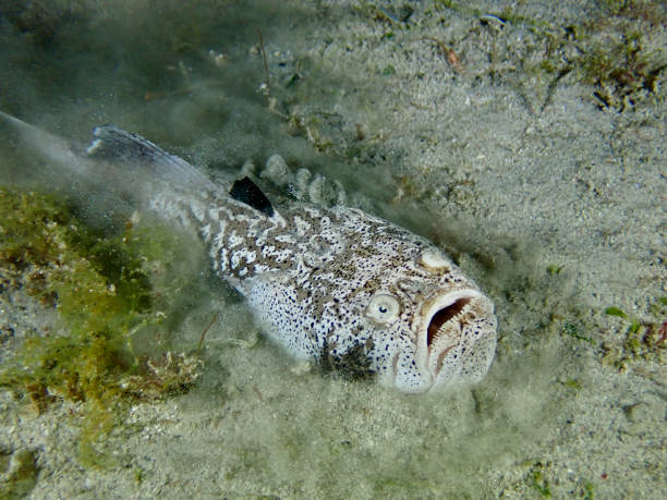 Stargazer fish Stargazer fish digs into the sandy bottom underwater. stargazer fish stock pictures, royalty-free photos & images