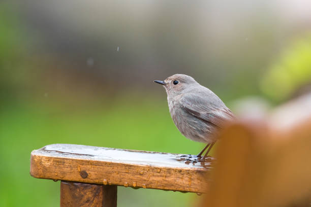 istock Female redstart sitting on a garden bench in the rain 1489402054