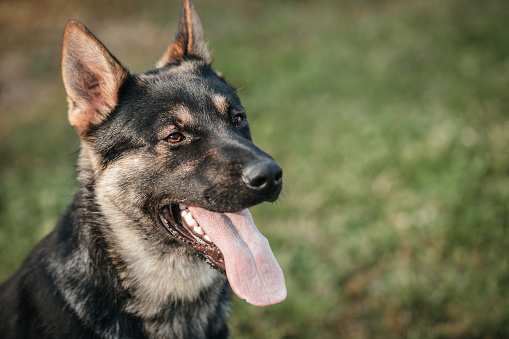 Police dog close up