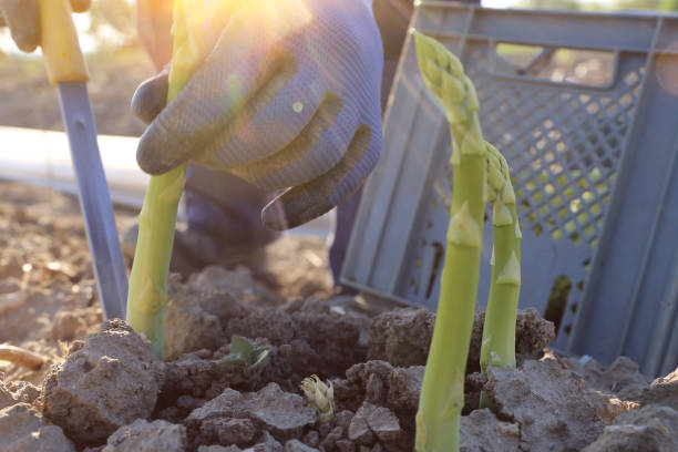 istock Agricultural asparagus harvest: Workers harvesting green asparagus 1489404085