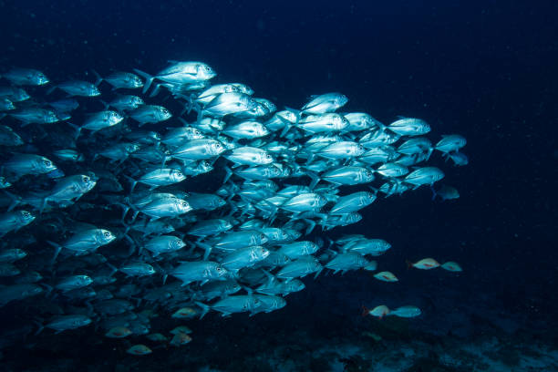 istock Group of Bigeye Trevally (Caranx sexfasciatus) 1489404096