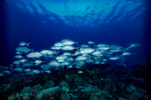 A group of Bigeye Trevally (Caranx sexfasciatus) are captured swimming in the crystal clear blue waters, exhibiting their sleek streamlined bodies and distinctive black stripe along their sides. The image showcases the beauty and grace of these predatory fish as they swim together in a synchronized motion