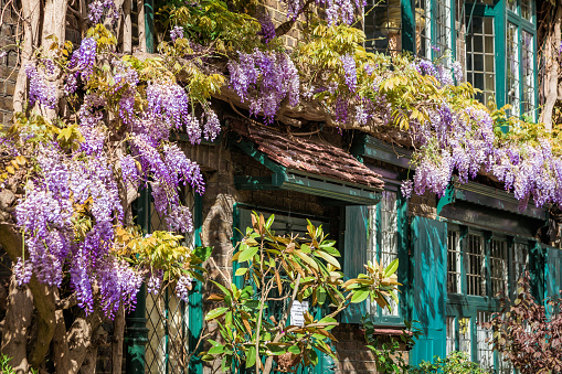 A traditional mews house covered with purple wisteria flowers in bloom on a cobbled street in London, UK.
